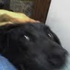 julieeroberts avatar