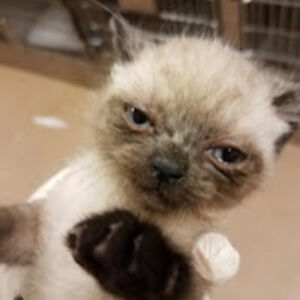 snoodledumpling avatar