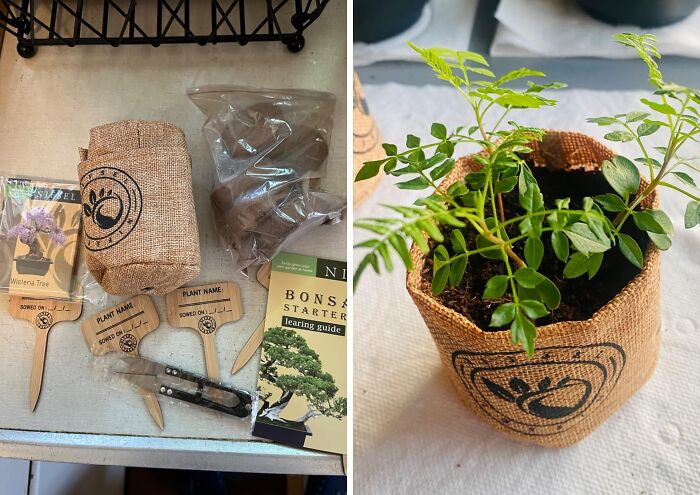 Turn Your Home Into A Zen Garden With Nifsel Bonsai Growing Kit