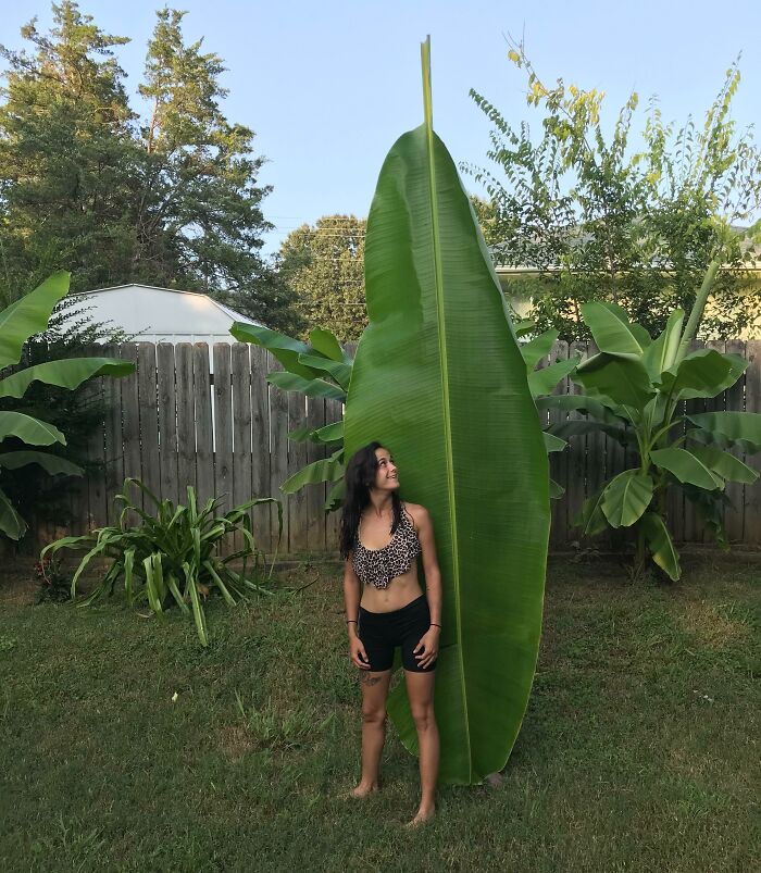 This Big Leaf (Wife For Scale)