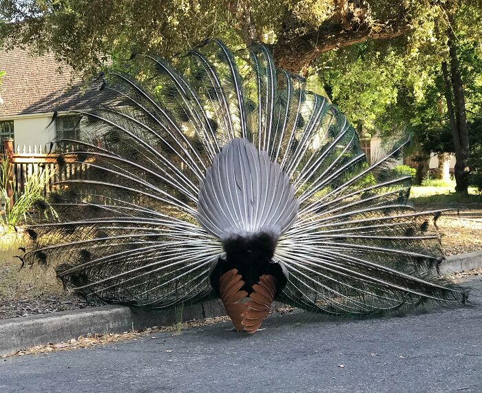 The Side Of Peacock That Most People Don’t Get To See