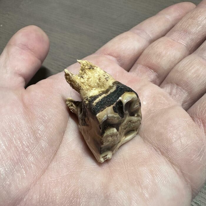 Our 30-Year-Old Horse Lost A Tooth While Eating The Other Day