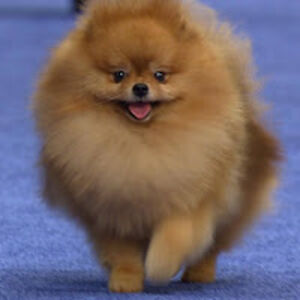 emilycampanastudent avatar