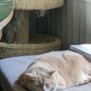 distractedbycats_forlife avatar