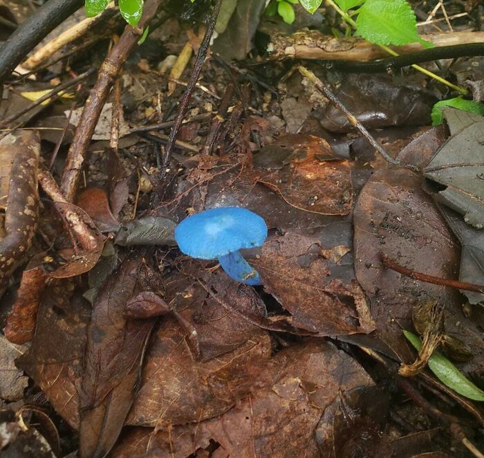 He encontrado un hongo azul