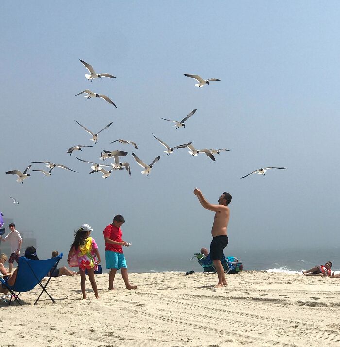 To The Tourist That Feed Seagulls On The Beach Like They’re Pets. Stop