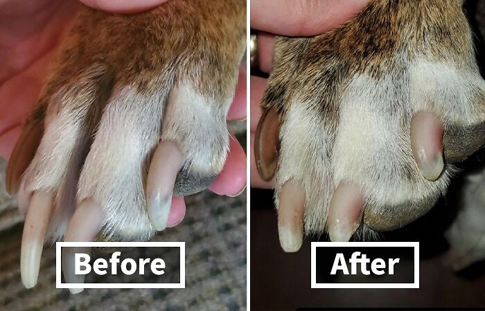 Pamper Your Pooch: Dog Nail Grinder - A Painless Grooming Revolution For Big Dogs