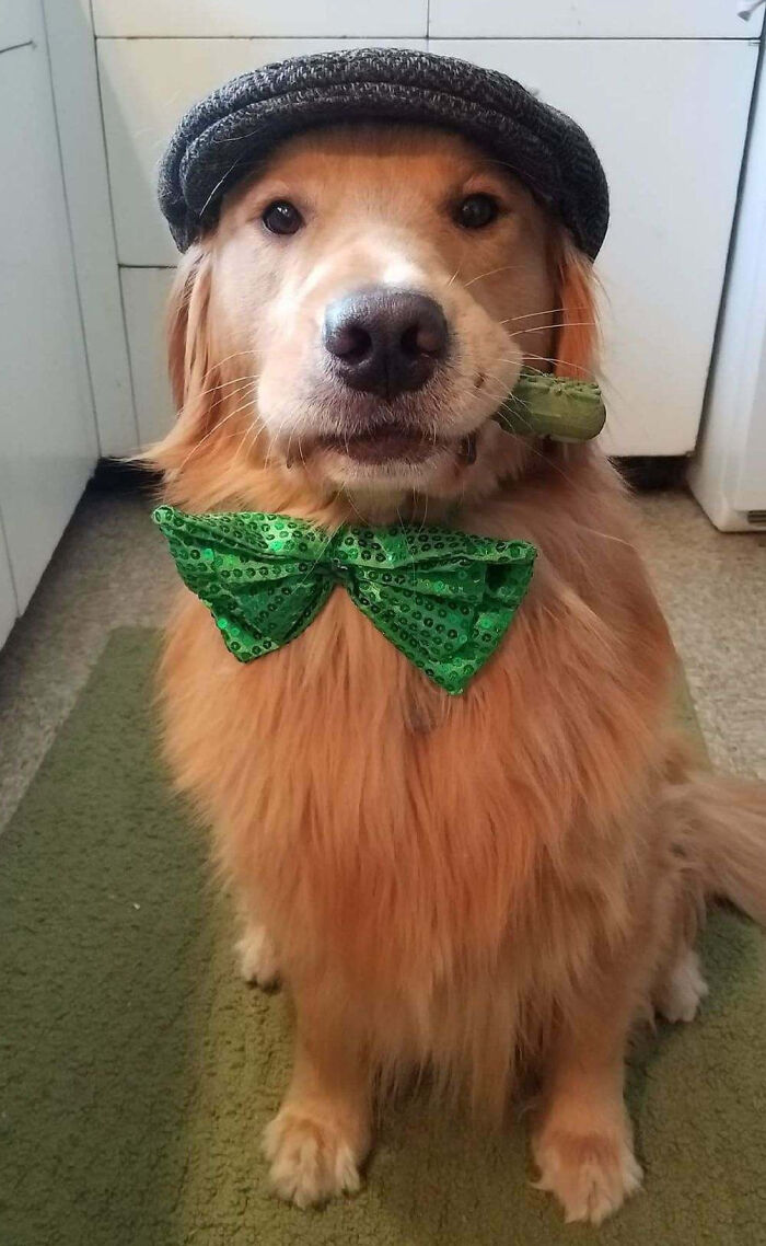Happy St. Patrick's Day From Murphy