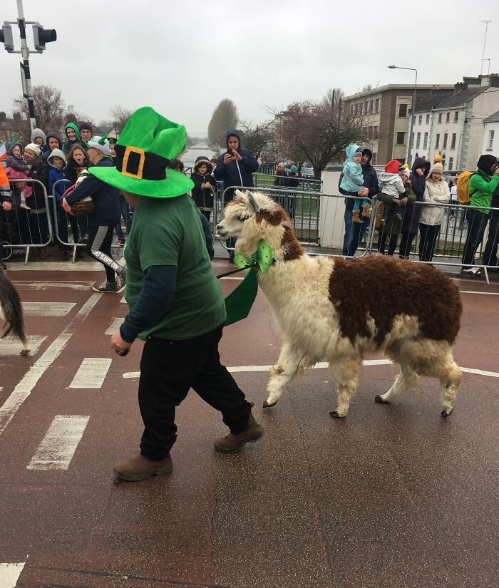 St. Patrick's Day Llama In Tullamore, Ireland