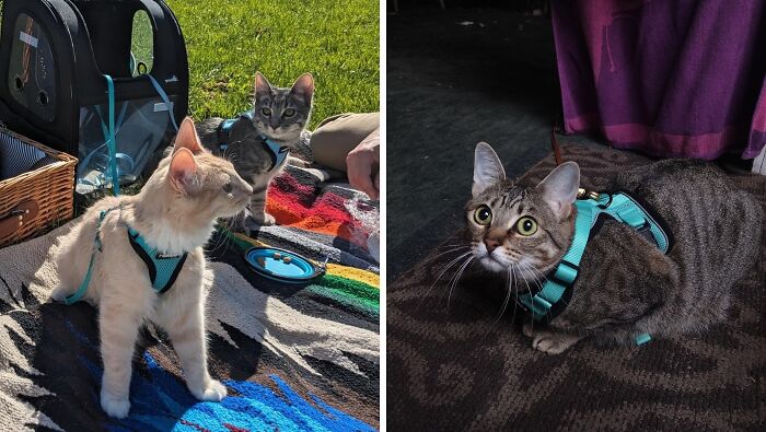Walk This Way: With A Cat Harness And Leash, The World Is Your Playground!