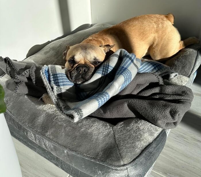 Supreme Snooze: This Ultra Comfortable Dog Bed Is A Big Dog's Dream Come True!
