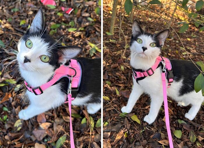 Houdini Who? The Escape-Proof Cat Harness And Leash Set Says ‘Stay’!