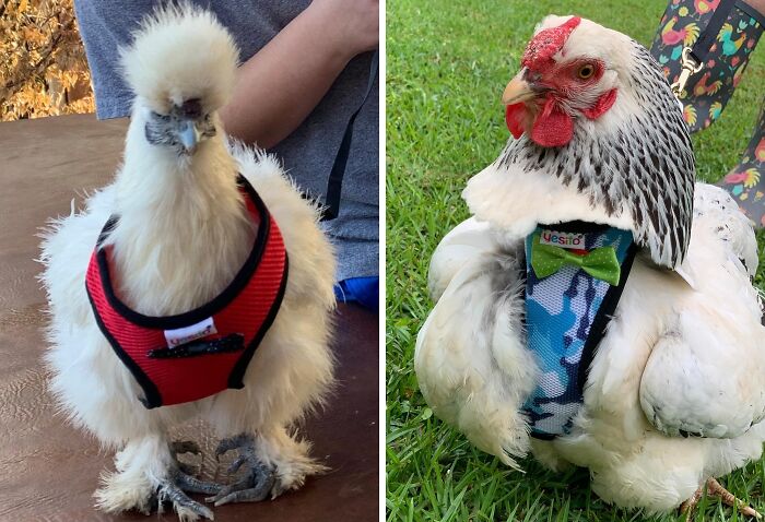 Outfit Your Feathered Friend In Style With The Chicken Harness Hen Size And Matching 6ft Leash