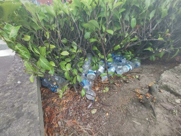 I Found A Load Of Unopened Water Bottles In A Bush Outside A Shopping Centre. I Took A Photo And A Security Guard Immediately Came Out And Told Me To Delete It