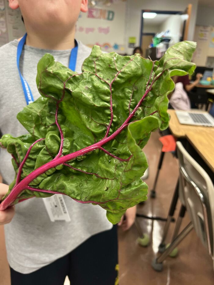 I’m A Teacher. My District Provides Healthy Snacks For Students. This Was Our Snack Today
