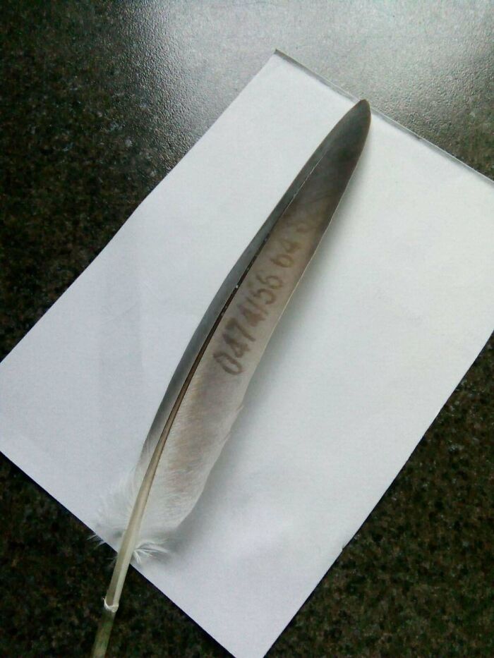 My Parents Found A Feather With A Telephone Number On It