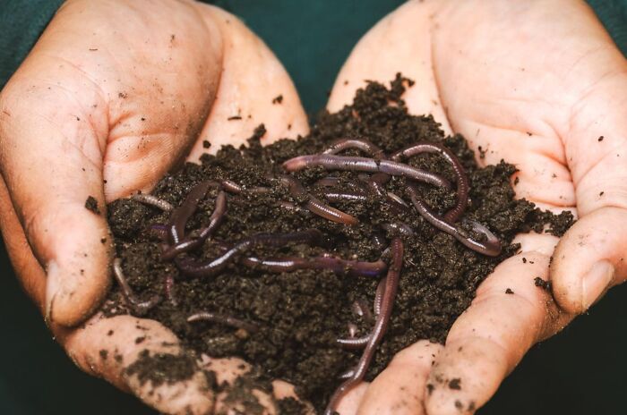 Discover The Wonders Of Uncle Jim's Worm Farm: Your Go-To Source For Vermicomposting And Organic Gardening Solutions!