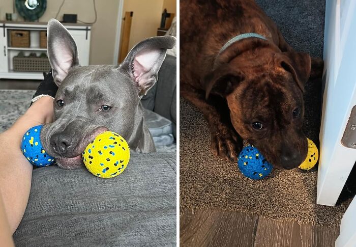 Chewphoria! The Ball That Bounces Back From Every Bite
