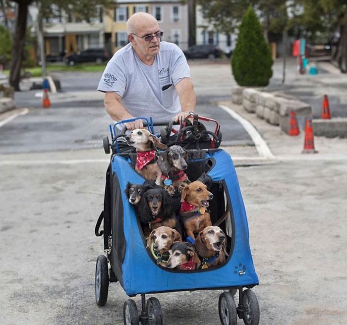 This Man Has Rescued And Adopted Dogs Who Have Lost The Use Of Their Back Legs, And Every Day He Walks Them To The Dog Park, Where He Reattaches Their 'Wheels,' So They Can Play