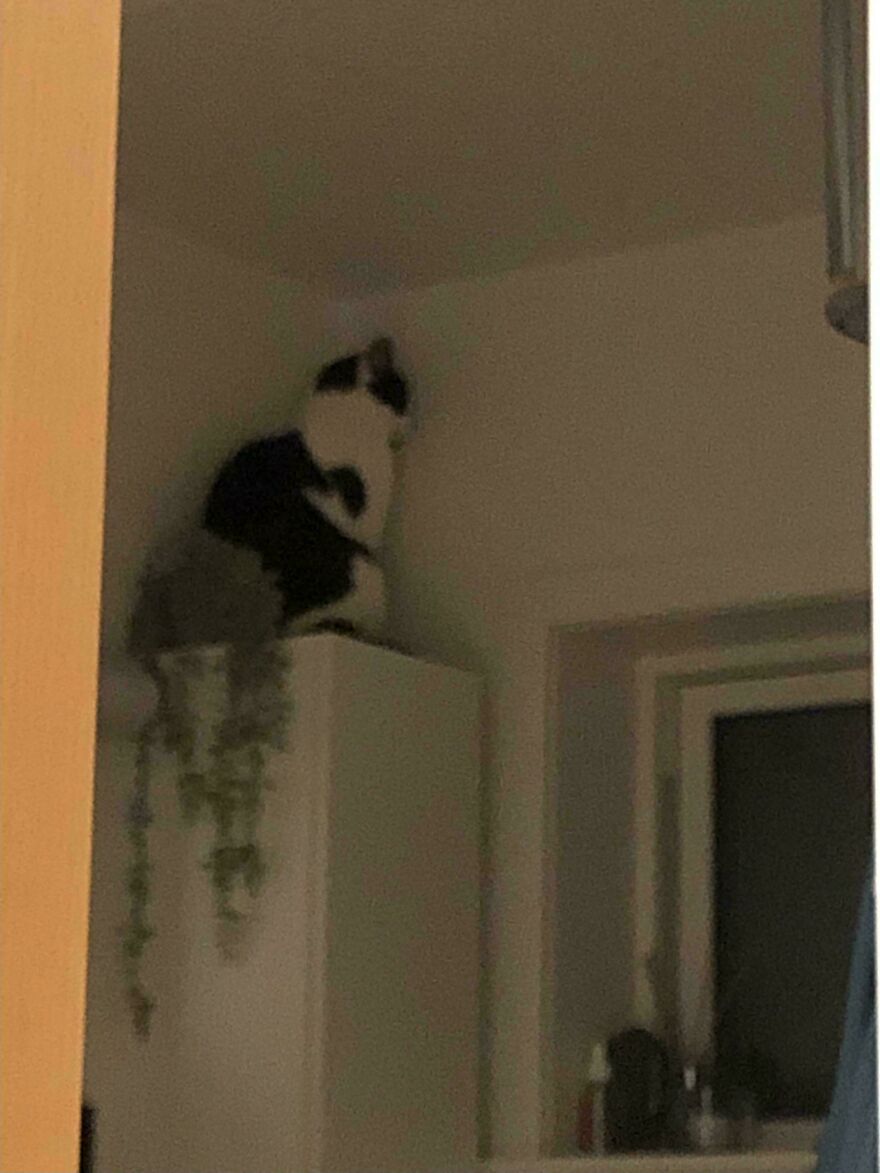 My Friend Had Her Parents Visit And Her Cat Stayed Like This The Entire Time