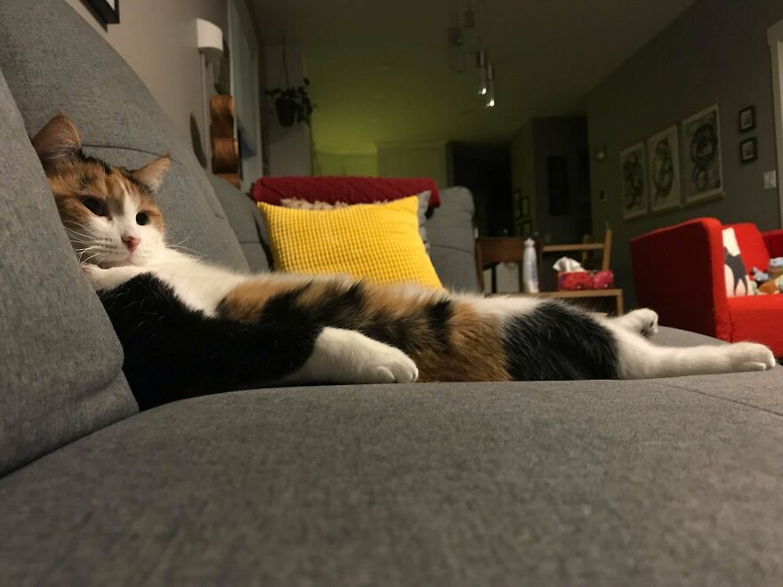 Emulating How She Sees The Humans Sit On The Sofa