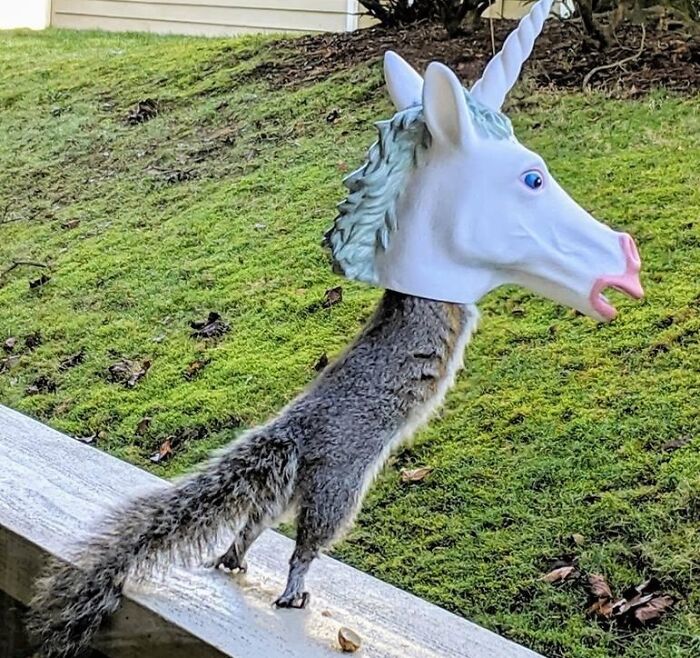 Magical Squirrel Feeder Unicorn Head: Bring Whimsy To Your Backyard Wildlife Watching Experience!