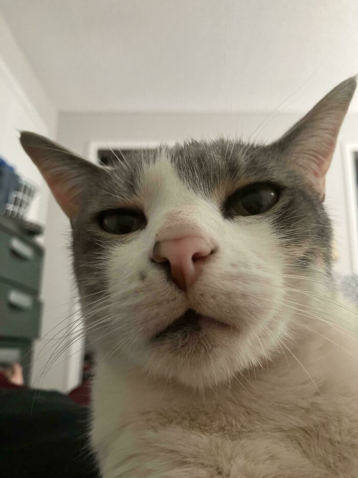 Pov You Wake Up After Adopting The 4 Year Old Cat From The Shelter