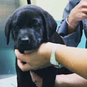 karonfries-hannemann avatar