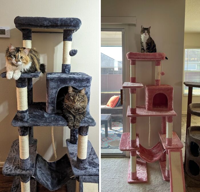 Climb To Cloud Nine On A 63" Cat Tree : A Meow-Nificent Multi-Level Mansion!