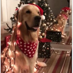 brayliegonzales avatar