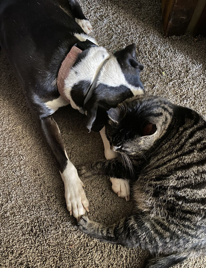 Adopted Cat Loves Our Dog