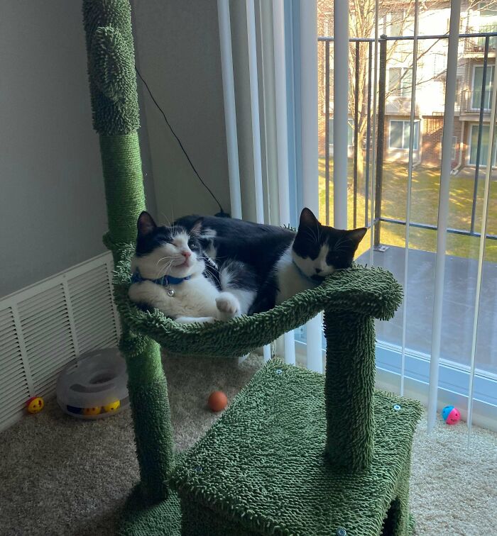 First Time Cat Owner. Adopted These Bonded Babies From The Rescue I Work At And Could Not Be Happier