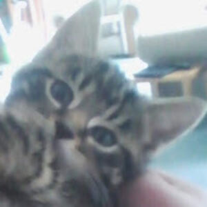 matttomlinson avatar