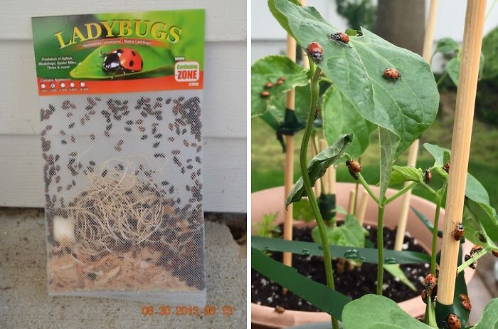 Transform Your Garden With 1500 Live Ladybugs: Nature's Ultimate Pest Control Solution!