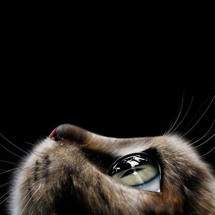 Throwback Drawing On My iPad, Close Up Cat Face