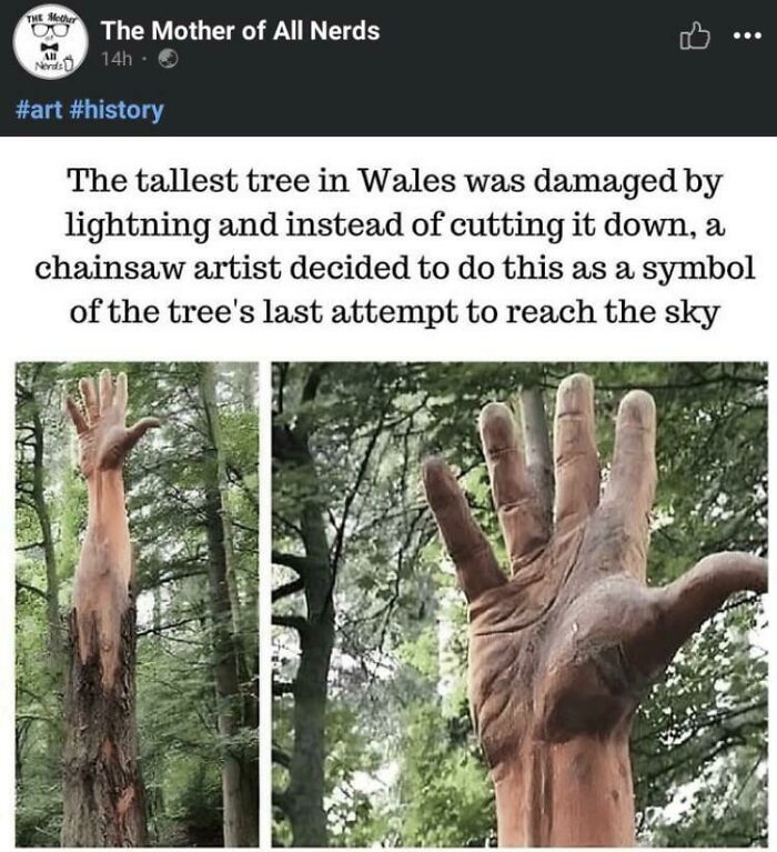 The Previous Tallest Tree In Wales After A Chainsaw Artist