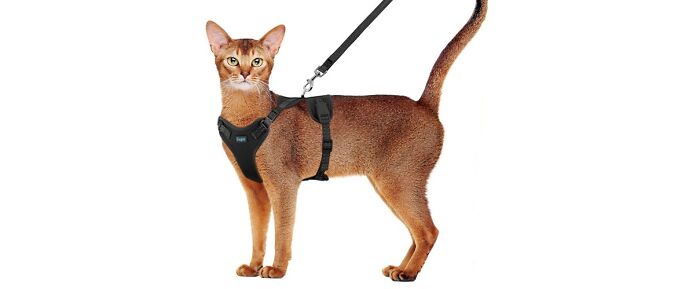Supet Cat Harness And Leash Set