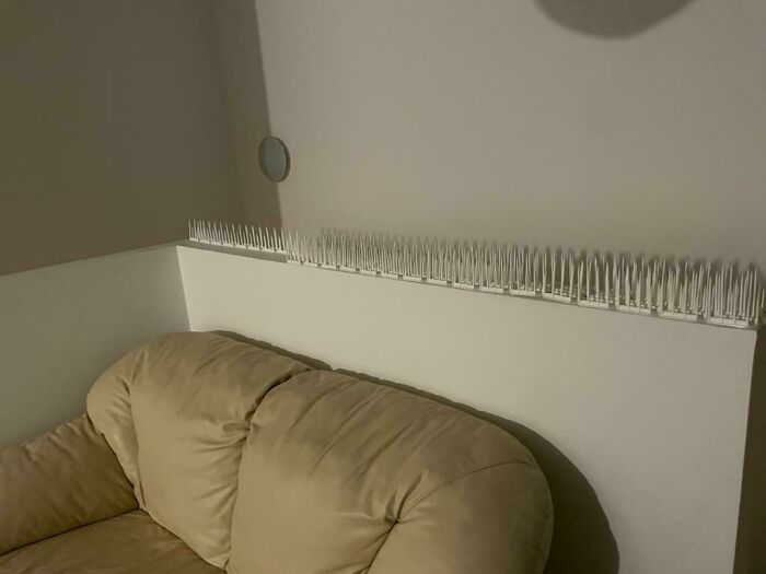 The People Who Live Here Really Dislike Pigeons?