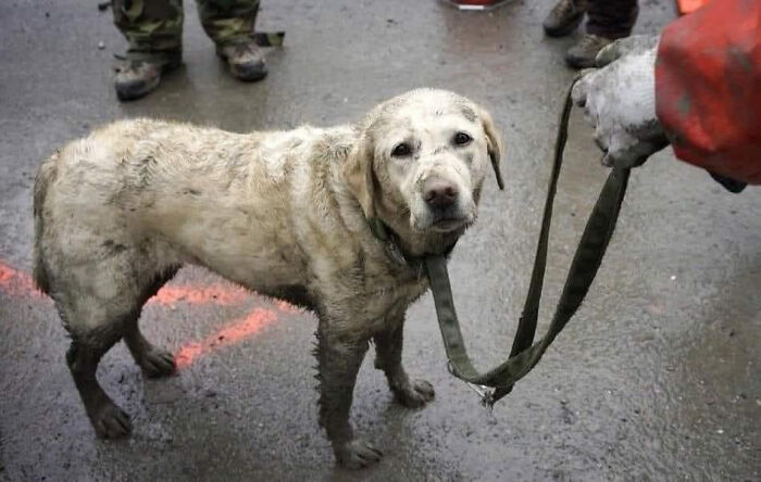This Dog You See Helped Find People In The Earthquake Area In Turkey
