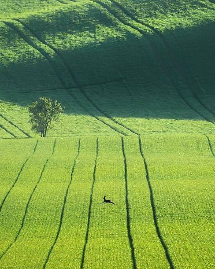 Lone Deer Running Across The Green Fields Of Moravia, Czech Republic