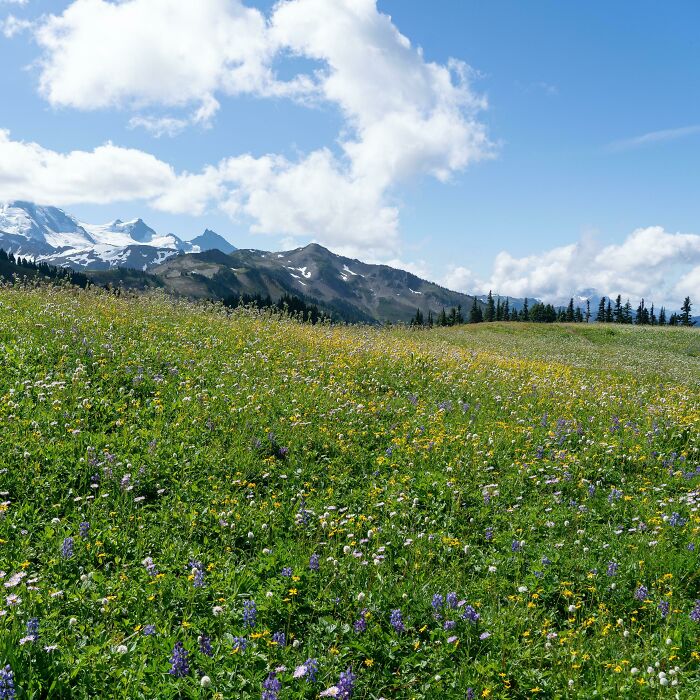 Subalpine Meadow In The North Cascades