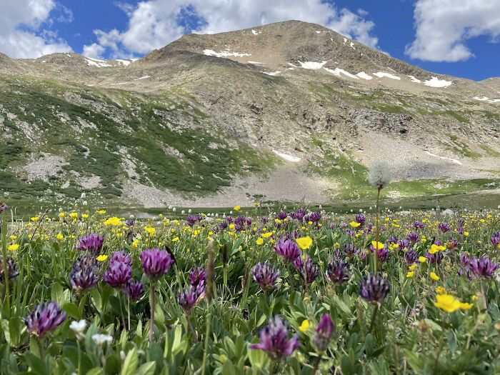 Rate This High Alpine Meadow