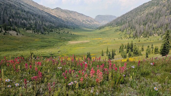My Favorite Meadow - Southern Absarokas, Wyoming