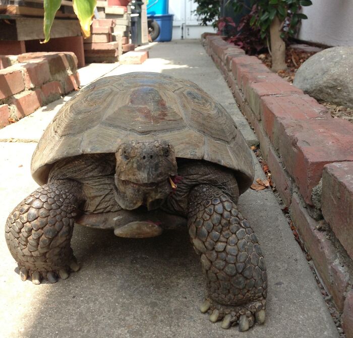 My Uncle's 56-Year-Old Tortoise, Which He Inherited From My Grandparents