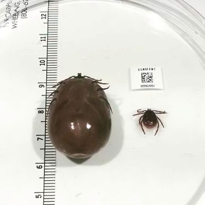 From The U.S. National Tick Collection, Which I Just Found Exists Today