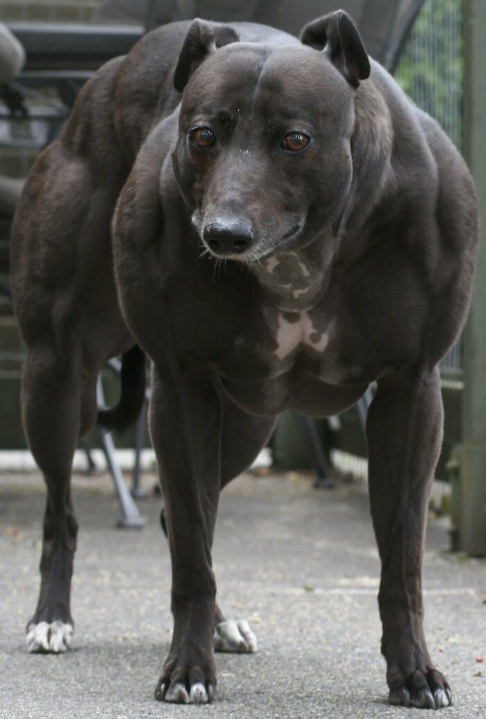 This Is A Dog With A Myostatin Deficiency, Which Allows For Unrestricted Muscle Growth