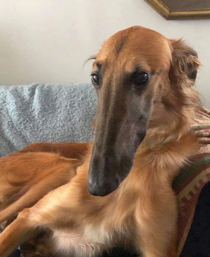This Breed Of Dog Is Called A Borzoi. It Has An Absolute Unit Of A Sniffer