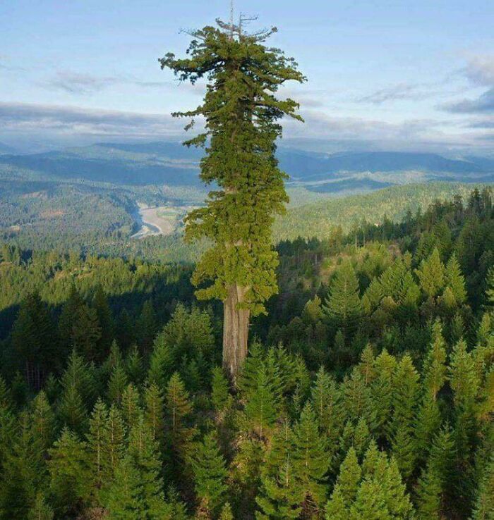Hyperion, el árbol vivo más alto del mundo, es una Sequoya de 116 metros en California