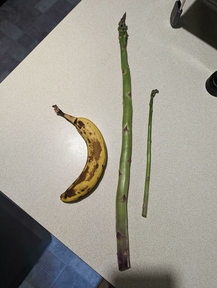This Enormous Asparagus I Harvested Today (Normal One + Banana For Scale)
