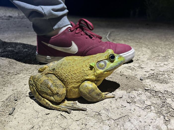 This Frog We Found On A Bike Ride (Size 10 Mens Shoe For Size)